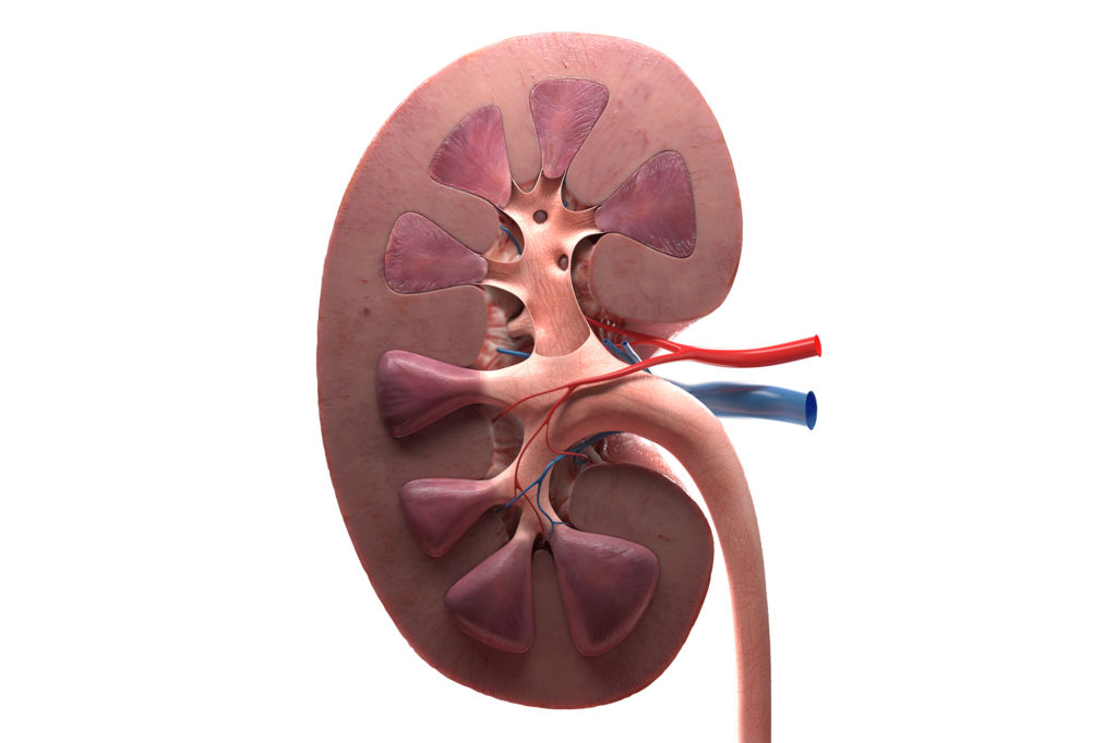 3d kidney on white background
