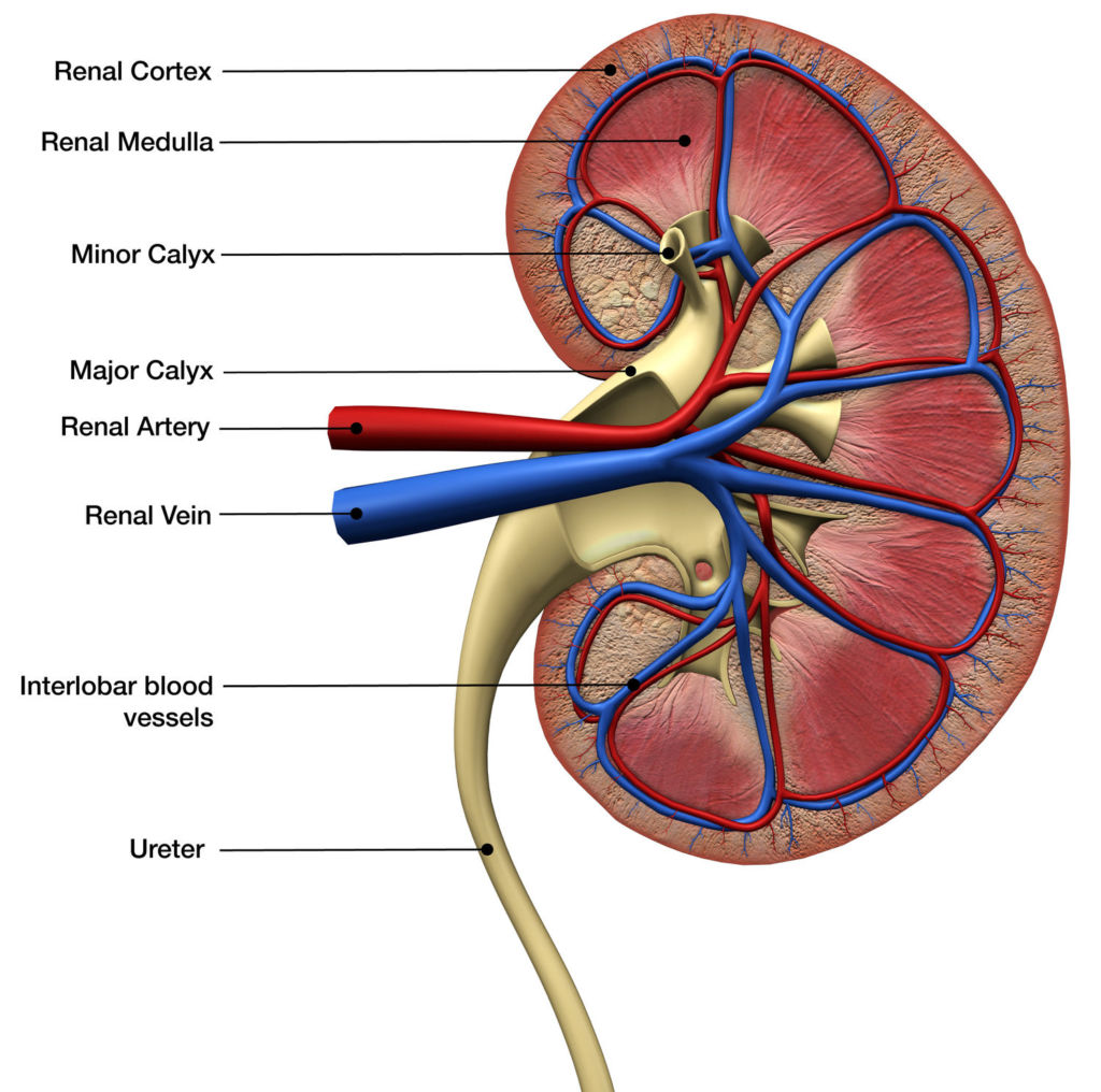 What is Kidney Disease? - Dialysis Patient Citizens